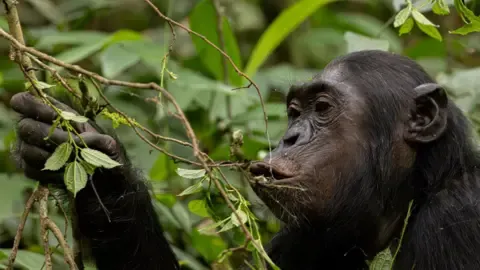 Wild Chimps Drinking a Daily Dose of an Alcoholic Beverage Daily from Fermented Fruit, Study Finds